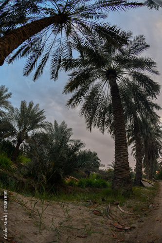 Date palm   tree of the palm family cultivated for its sweet edible fruits. The date palm has been prized from remotest antiquity   and photos were taken in the Kingdom of Saudi Arabia