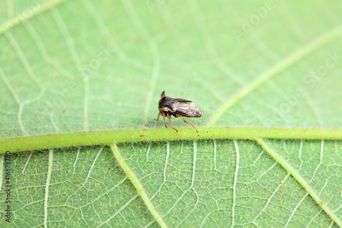 Horned cicadas on wild plants, North China photo