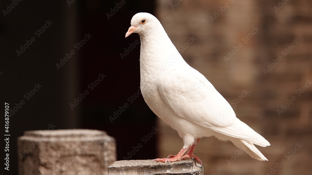 Closeup of a white pigeon standing on a stone pillar