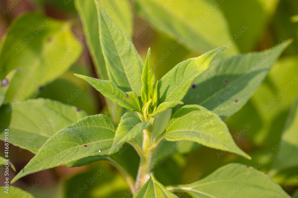 Green leaves of sweet potato in nature. Green leaves of sweet potato in nature.