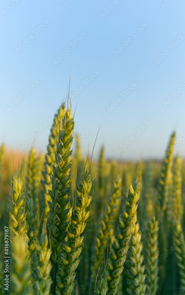 Closeup photo of green wheat ears on beautiful field. Ripening wheat ears Closeup photo of green wheat ears on beautiful field. Ripening wheat ears