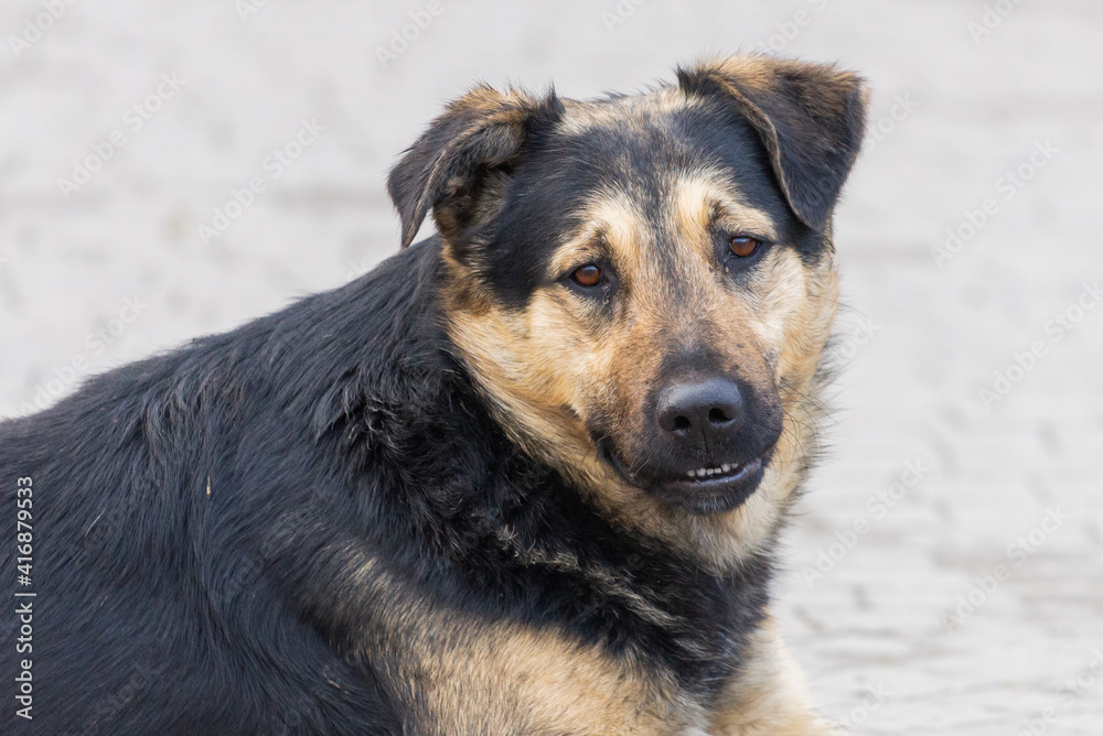 Homeless stray dog. The problem of stray dogs and pets Homeless stray dog. The problem of stray dogs and pets