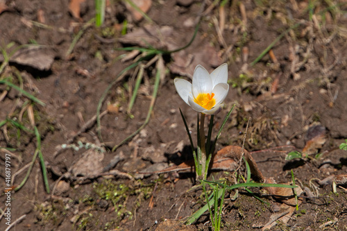 A white  single crocus against an earthy background