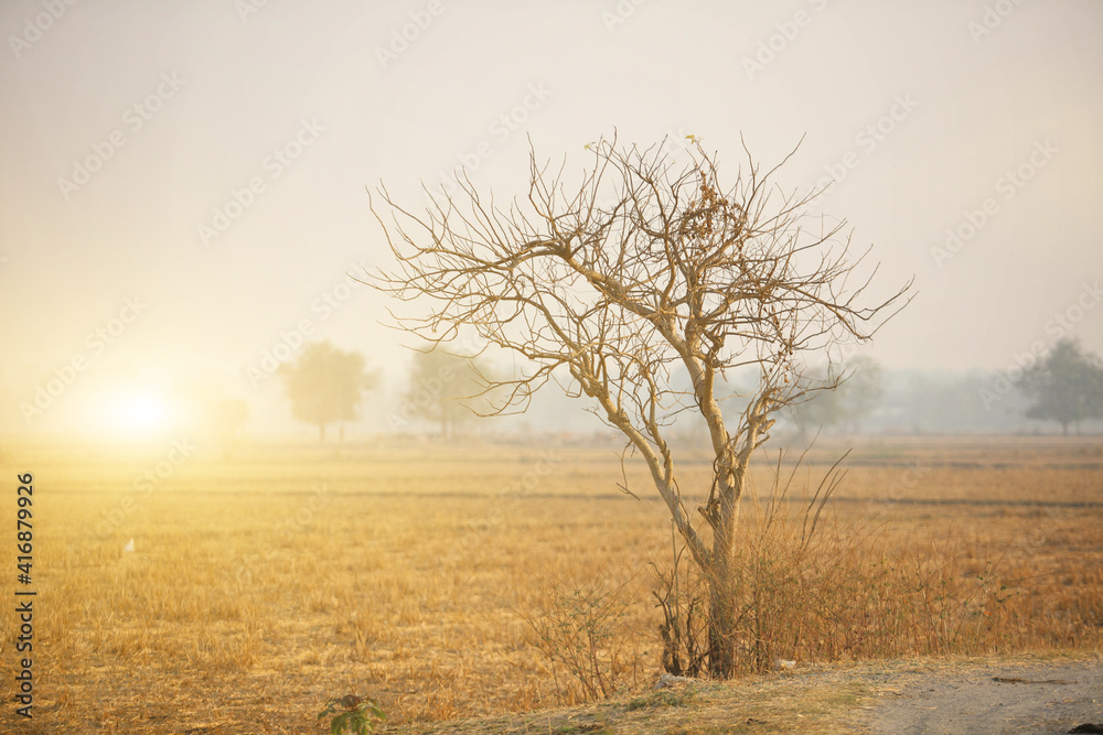 The trees that have dried up died from lack of water.