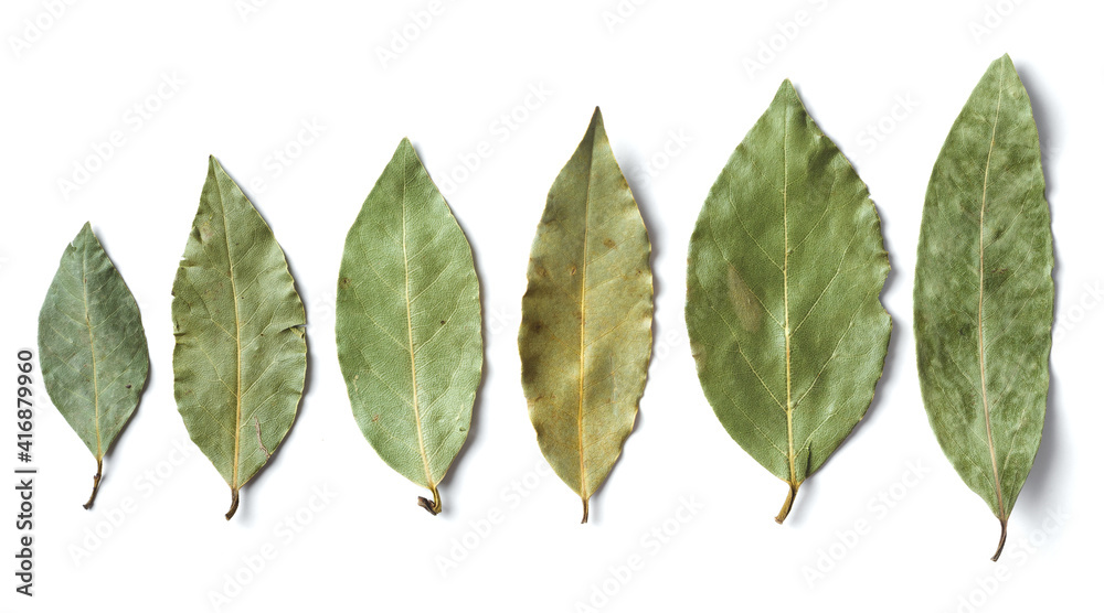 Set of dried bay leaves, isolated on white background Set of dried bay leaves, isolated on white background
