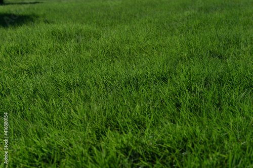 Lawn. background material 芝生。背景素材