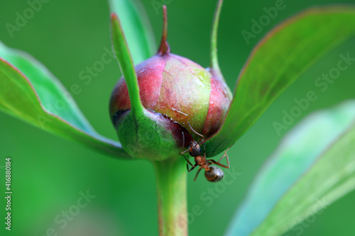 A brown ant crawls on a peony bud, North China