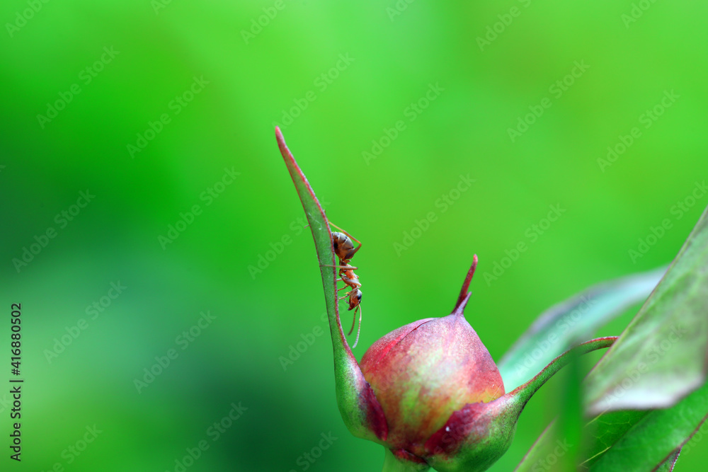 A brown ant crawls on a peony bud, North China A brown ant crawls on a peony bud, North China