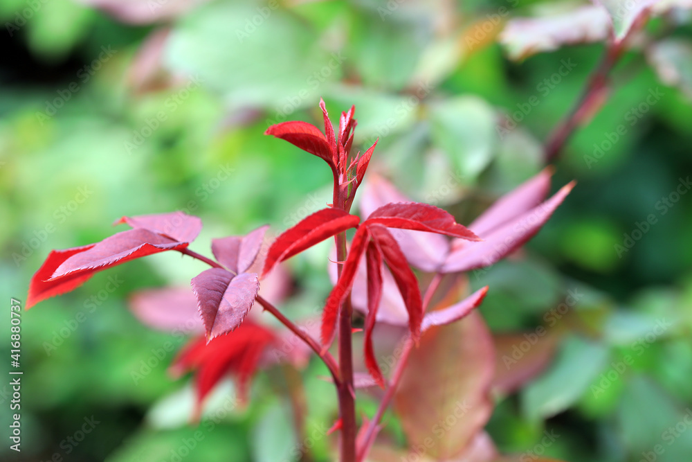 Luxuriant rose plants in the garden, North China Luxuriant rose plants in the garden, North China