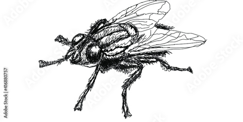 Fly line art . Hand drawn insect vector scribble icon illustration. Vector illustration isolated on white background. © Logvin art