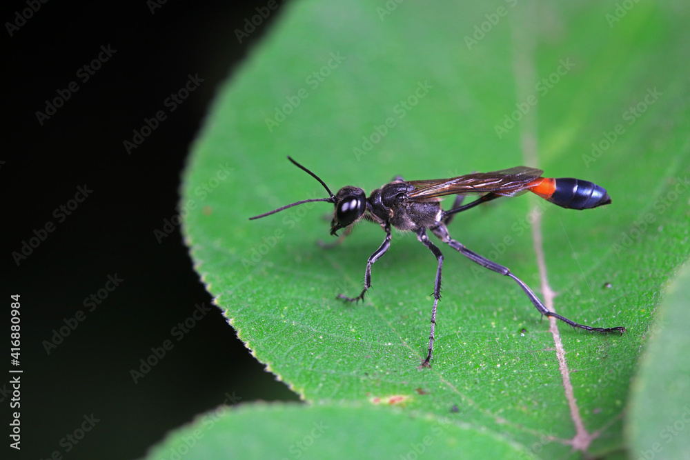 Bee insects on wild plants, North China Bee insects on wild plants, North China