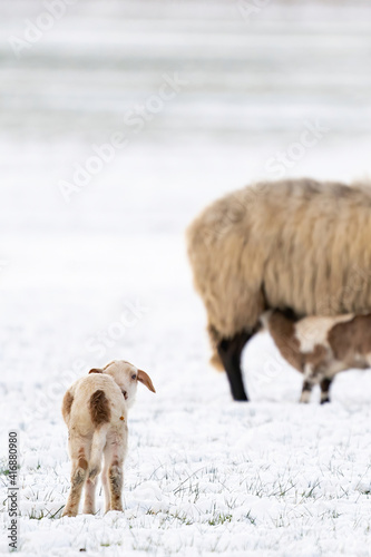 Sheep in a snowy pasture. One newborn lamb looking back. Winter on the farm. Blur, selective focus on lamb