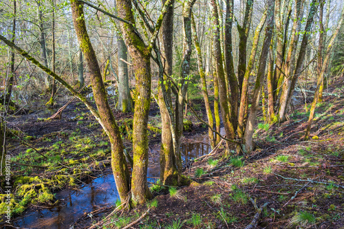 Ditch with water in a budding deciduous forest in a swamp