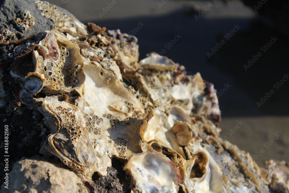 shells in the sand shells in the sand