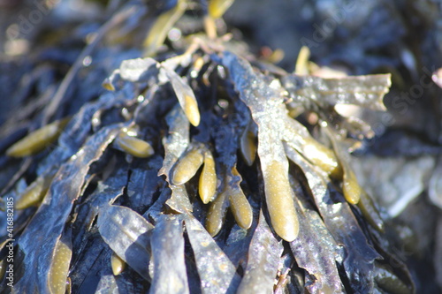 seaplants on the beach photo