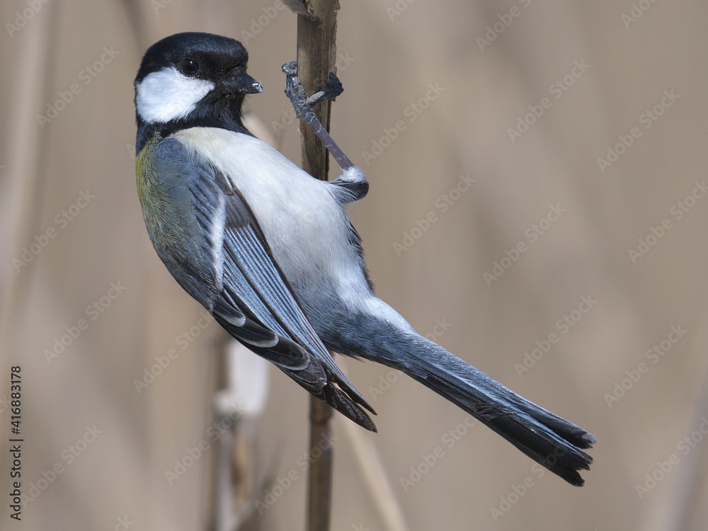 Obraz premium Great tit staying in the reeds of the swamp