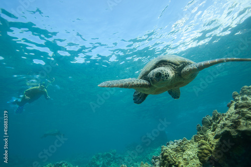 A snorkeler looks forward at a sea turtle in clear blue Hawaiian water