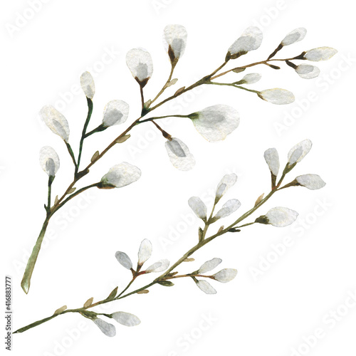 Easter willow branches. Watercolor illustration on an isolated white background. © Nataliya