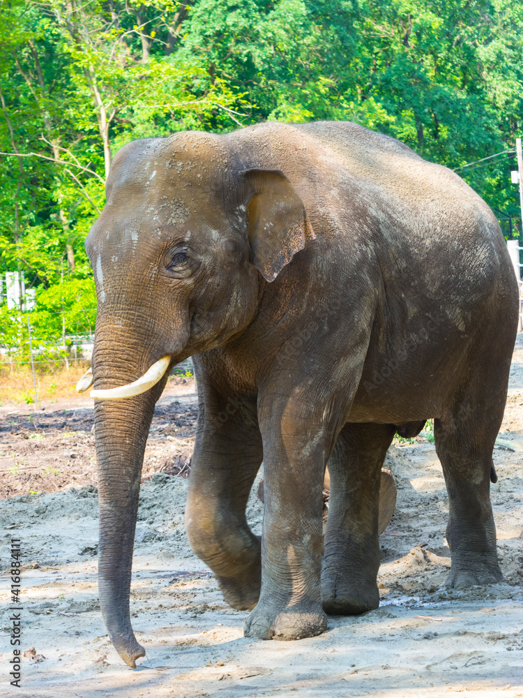 Fototapeta premium Young Asian elephant bull is walking in a foresty enclosure