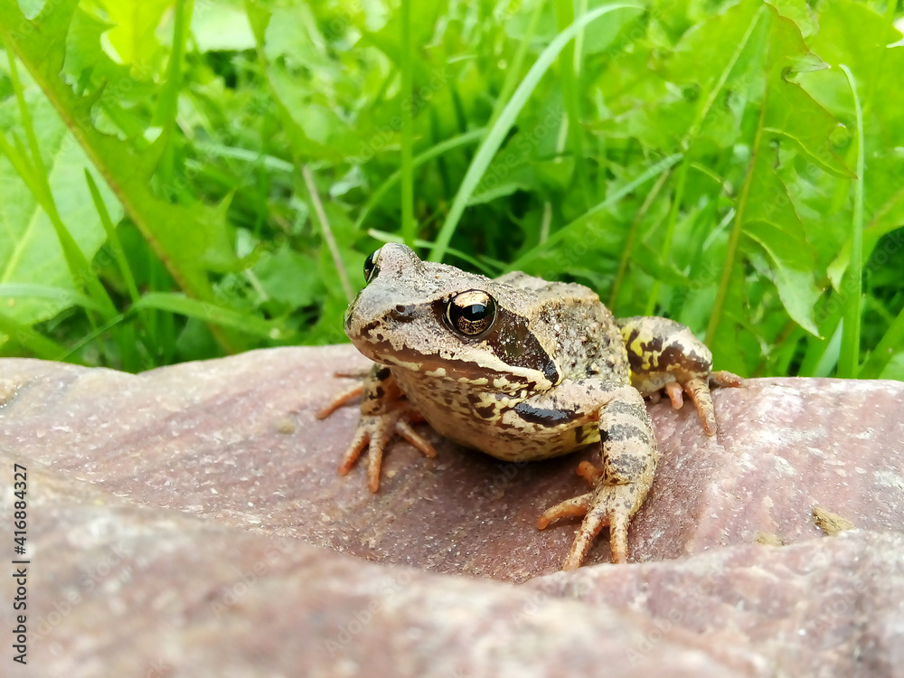 Obraz premium A brown frog sits on a rock against a background of light green grass.