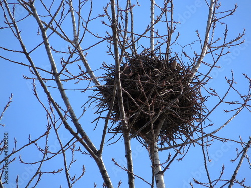 nest of magpie