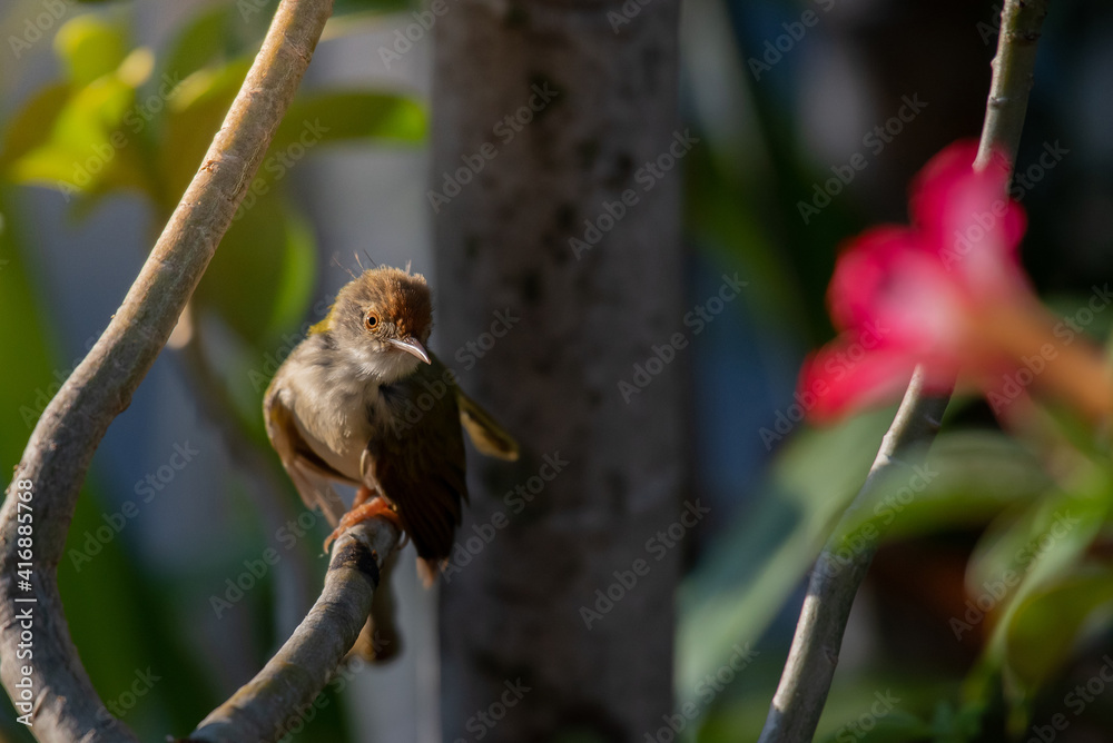 Tailorbird on tree branch in the garden. Tailorbird on tree branch in the garden.