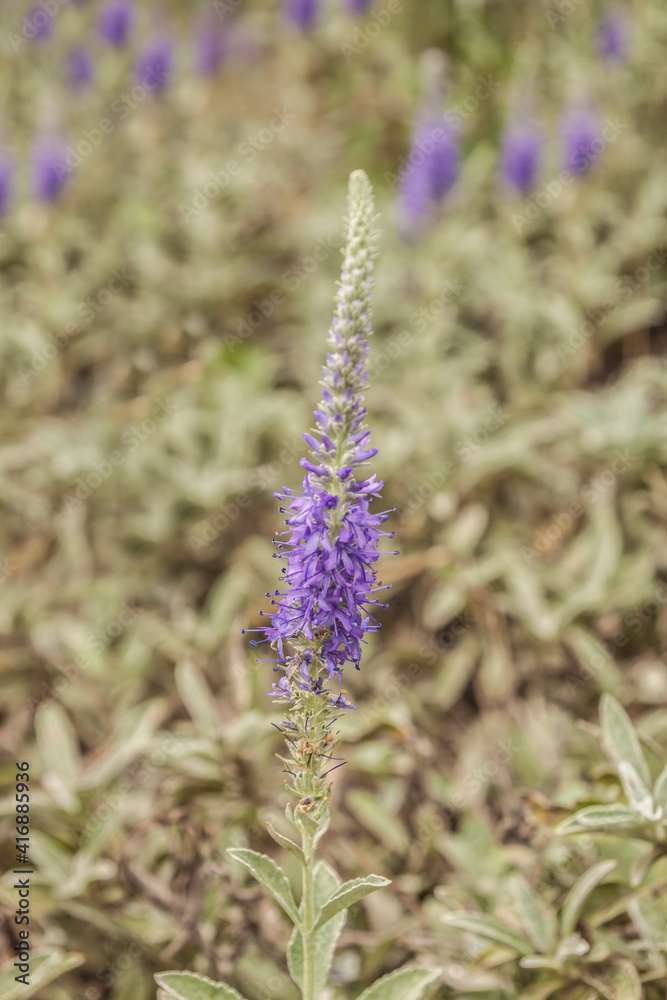 Obraz premium Veronica gray (Veronica incana) in the garden on a blurred background
