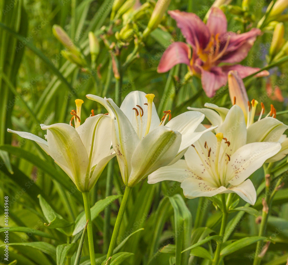 Obraz premium Blooming Lilium and hemerocallis of flower beds