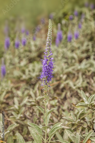 Veronica gray  Veronica incana  in the garden on a blurred background