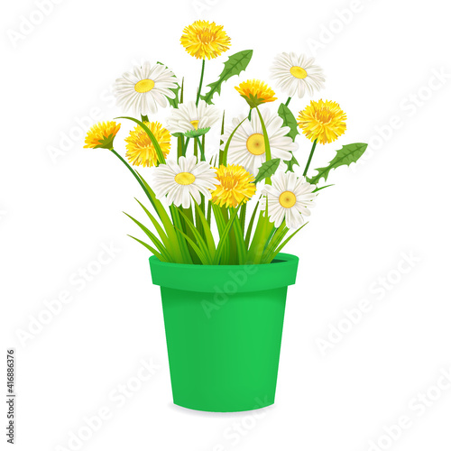 Daisy and dandelions blossom in green flowerpot, spring flowers. Realistic vector illustration isolated on white background © hadeev