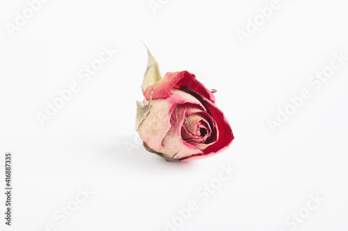 Fototapeta Naklejka Na Ścianę i Meble -  Beautiful dry rose flower isolated on white