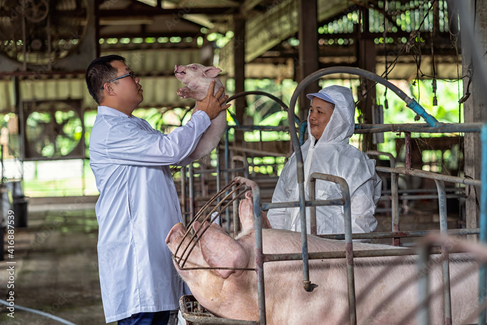 Asian veterinarian with assistant holding and checking the baby pig in hog farms, animal and pigs farm industry