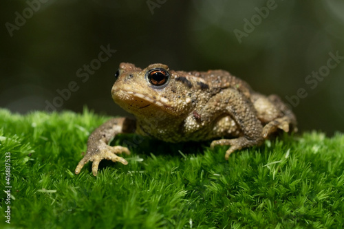 Common toad on a mossy stump  © Gonzalo