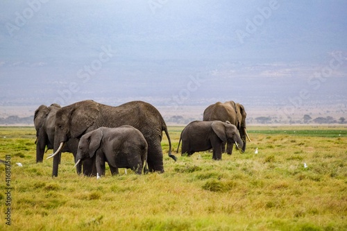 elephants in amboseli national park