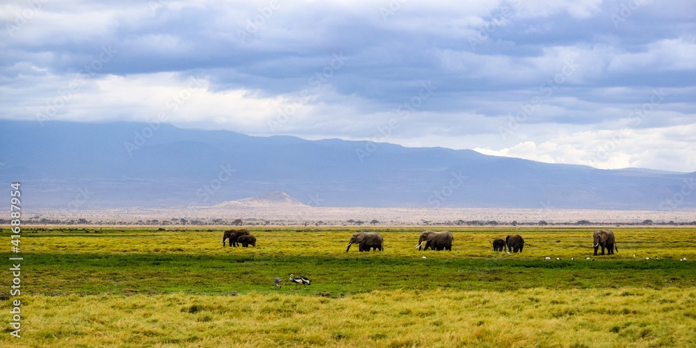 elephants in amboseli national park