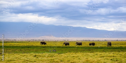elephants in amboseli national park
