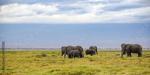 elephants in amboseli national park