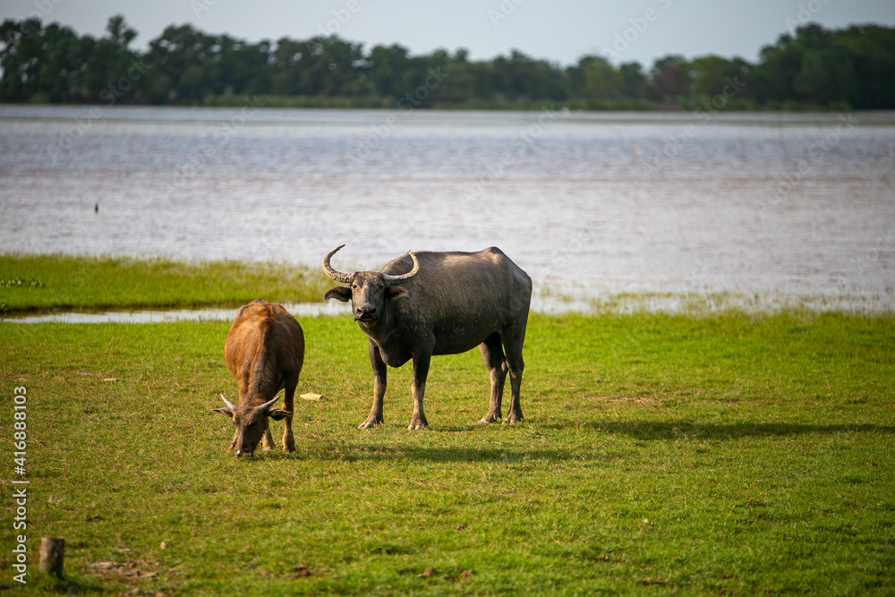 buffalo in the water buffalo in the water