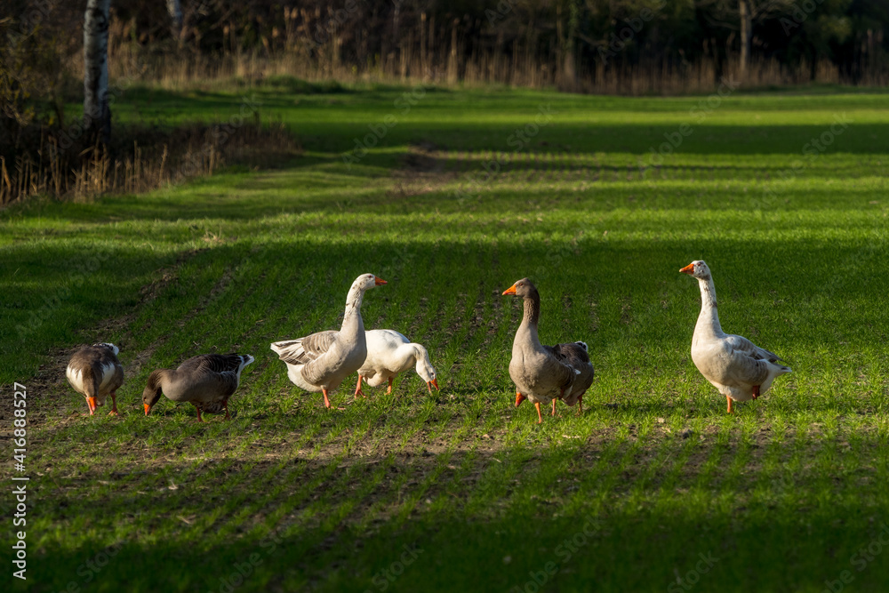 small flock of geese raised in a field small flock of geese raised in a field