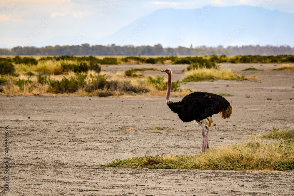 Naklejka premium view of ostrich in amboseli national park