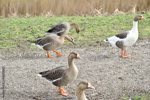 Fotografia A gaggle of Canadian geese walking along a footpath beside a canal in Grave, Net