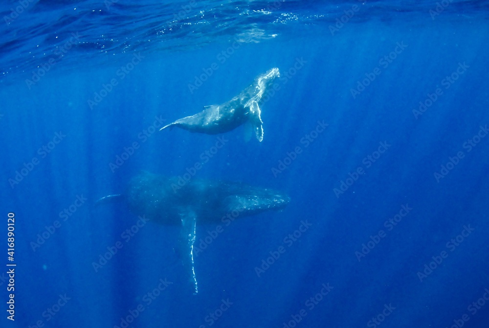 Fototapeta premium 親子クジラ