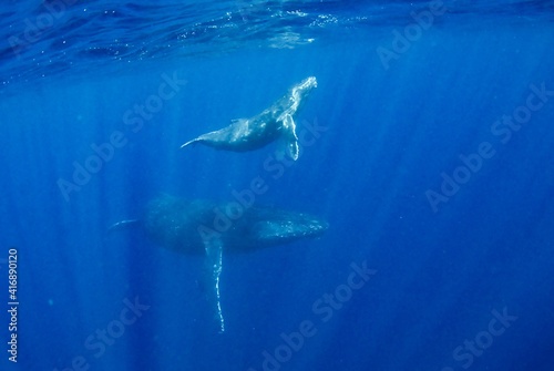親子クジラ © 直人 山口