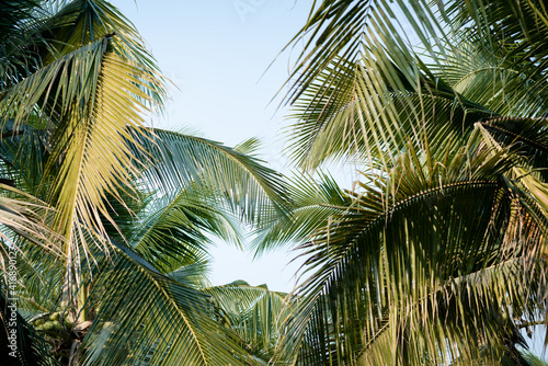 coconut palm tree on blue sky