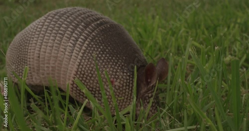 An adult armadillo walking through green grass