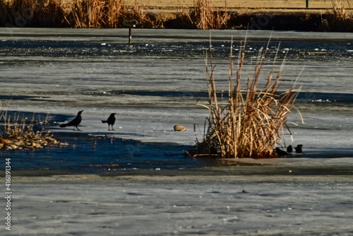 Boat-tailed Grackles on the Ice of South East City Park Public Fishing Lake, Canyon, Texas. photo