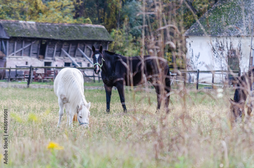 Obraz premium Horses on a daily pasture on a backpack near the city of Novi Sad, Serbia.