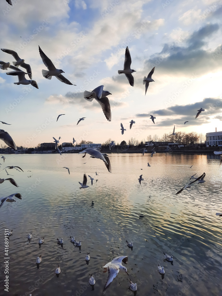 A group of segulls turning flying over the sea