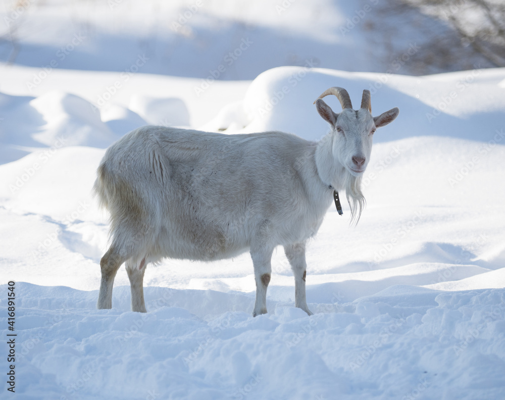 A goat outdoors on a sunny winter day A goat outdoors on a sunny winter day