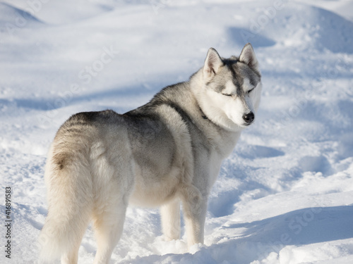 Beautiful Husky dog on a winter day © Big City Lights